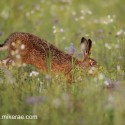 Brown Hare sun in eye low in the flowers at dawn. August Suffolk. Lepus europaeus