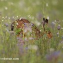 Brown Hare melting into flowers at dawn. August Suffolk. Lepus europaeus