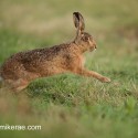 Brown Hare out of flowers onto track at dawn. August Suffolk. Lepus europaeus