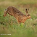 Brown Hare bouncing onto dewy track at dawn. August Suffolk. Lepus europaeus