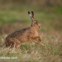 Brown Hare foot shake on track at dawn. August Suffolk. Lepus europaeus