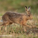 Brown Hare stepping out on track at dawn. August Suffolk. Lepus europaeus
