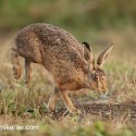 Brown Hare bouncing out on track at dawn. August Suffolk. Lepus europaeus