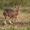 Brown Hare bouncing forward on track at dawn. August Suffolk. Lepus europaeus