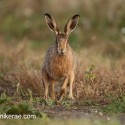Brown Hare looking forward on track at dawn. August Suffolk. Lepus europaeus