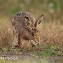 Brown Hare low run on track at dawn. August Suffolk. Lepus europaeus