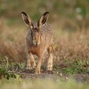 Brown Hare pacing forward on track at dawn. August Suffolk. Lepus europaeus