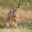 Brown Hare pacing forward close on track at dawn. August Suffolk. Lepus europaeus