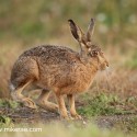 Brown Hare bouncy back feet on track at dawn. August Suffolk. Lepus europaeus