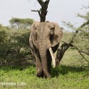 Old African Elephant bull wet with one tusk. Loxodonta africana