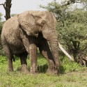 Old African Elephant bull going past wet with one tusk. Loxodonta africana