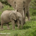 Young African Elephant walking under a watchful eye. Loxodonta africana