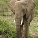 African Elephant walking forward. Loxodonta africana