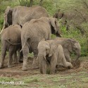 African Elephant family digging and throwing. Loxodonta africana