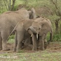 African Elephant family digging and displying. Loxodonta africana