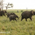 African Elephant family morning move. Loxodonta africana