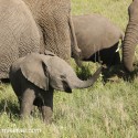 Young African Elephant showing a happy trunk. Loxodonta africana
