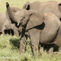 Young African Elephant being assertive. Loxodonta africana