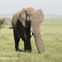 Young African Elephant being assertive. Loxodonta africana