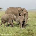 African Elephant family walikg and turning. Loxodonta africana