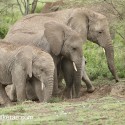African Elephant family digging in order. Loxodonta africana