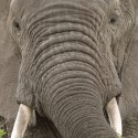 African Elephant face. Loxodonta africana