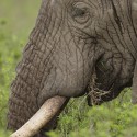African Elephant quiet eating. Loxodonta africana
