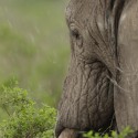 African Elephant moving away in rain. Loxodonta africana
