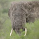 African Elephant hiding in the rain. Loxodonta africana