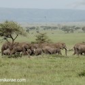 African Elephant family plain travelling. Loxodonta africana
