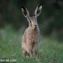 Brown hare sitting before dawn. September Suffolk. Lepus europaeus