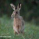 Brown hare sitting side look before dawn. September Suffolk. Lepus europaeus