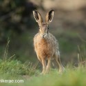 Brown hare forward at sunrise. September Suffolk. Lepus europaeus