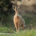 Brown hare sitting at sunrise. September Suffolk. Lepus europaeus