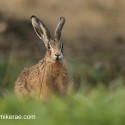 Brown hare sitting in dip at sunrise. September Suffolk. Lepus europaeus