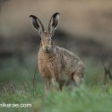 Brown hare dewy before dawn. September Suffolk. Lepus europaeus