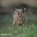 Brown hare before dawn. September Suffolk. Lepus europaeus