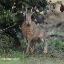 Brown hare by hedge before dawn. September Suffolk. Lepus europaeus