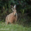 Brown hare behind rise before dawn. September Suffolk. Lepus europaeus