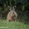 Brown hare comming over rise before dawn. September Suffolk. Lepus europaeus