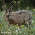 Brown hare creeping forward before dawn. September Suffolk. Lepus europaeus