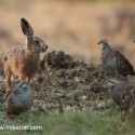 Brown hare with partridge at dawn. September Suffolk. Lepus europaeus
