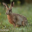 Dewy Brown hare at dawn. September Suffolk. Lepus europaeus