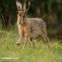 Dewy Brown hare bouncing forward at dawn. September Suffolk. Lepus europaeus