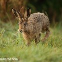 Brown hare jogging forward at dawn. September Suffolk. Lepus europaeus