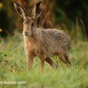Brown hare standing in dawn sun. September Suffolk. Lepus europaeus