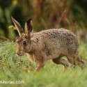 Brown hare walking in dawn sun. September Suffolk. Lepus europaeus