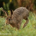 Brown hare running close before dawn. September Suffolk. Lepus europaeus