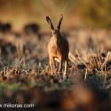 Brown hare running into dawn sunlight . September Suffolk. Lepus europaeus