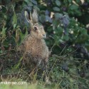 Brown hare before in hedge at dawn. September Suffolk. Lepus europaeus